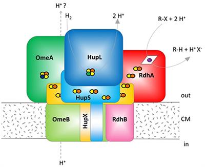 The Complexome of Dehalococcoides mccartyi Reveals Its Organohalide Respiration-Complex Is Modular